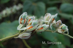 Dunbaria ferruginea